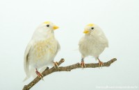 /album/vogels-van-jacques/huvaere-22-jpg/